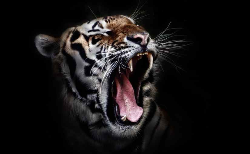 STRESS : Can You Fight the Tiger             (or at least run away!)